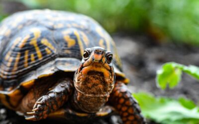 Slow and Steady… Will Win This Race